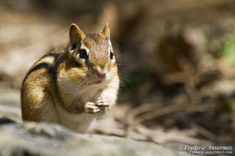 Chipmunk food