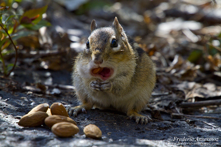 Chipmunk full mouth Chipmunk full mouth
