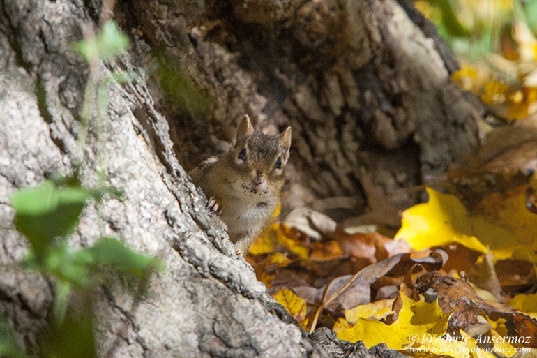 Chipmunk hiding