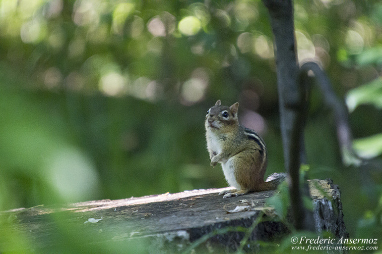 Chipmunk looking