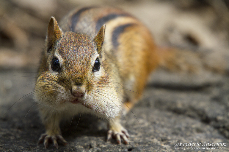 Chipmunk portrait