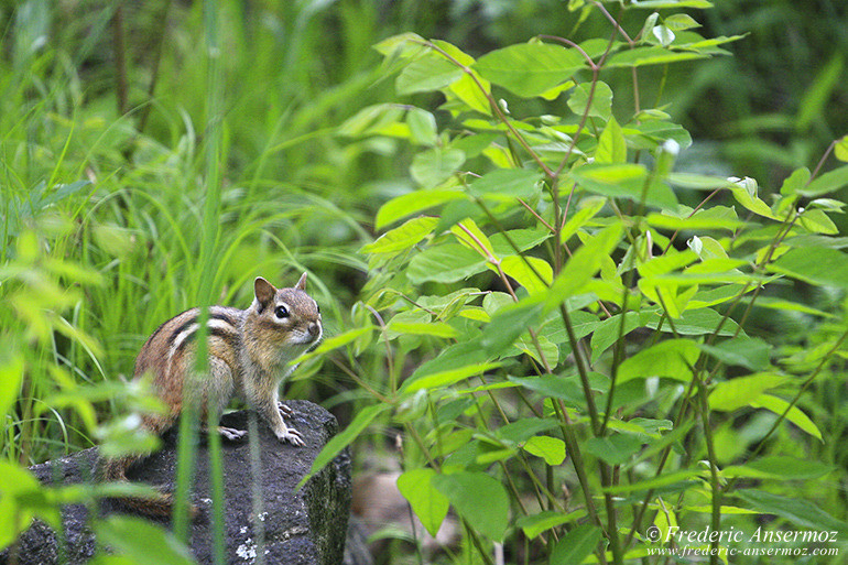 Chipmunk posing