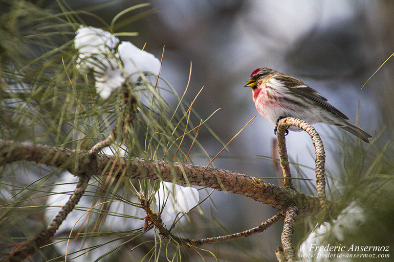 Common redpoll Common redpoll