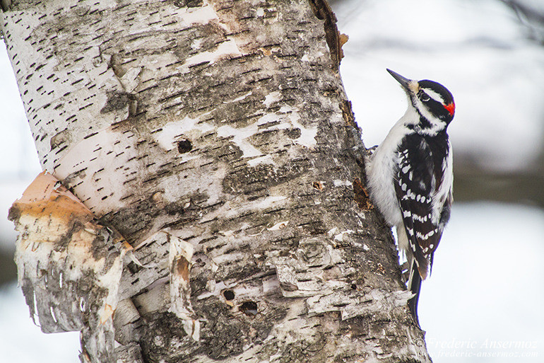 Hairy woodpecker Hairy woodpecker