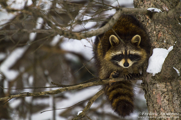 Raccoon branch winter