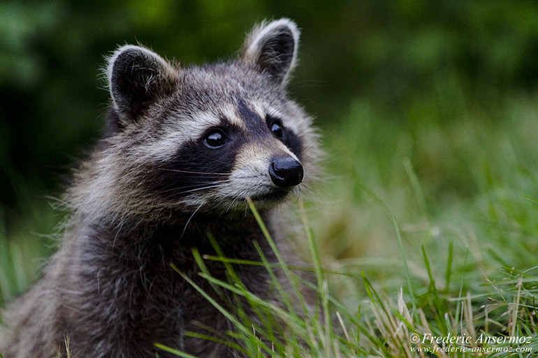 Raccoon montreal