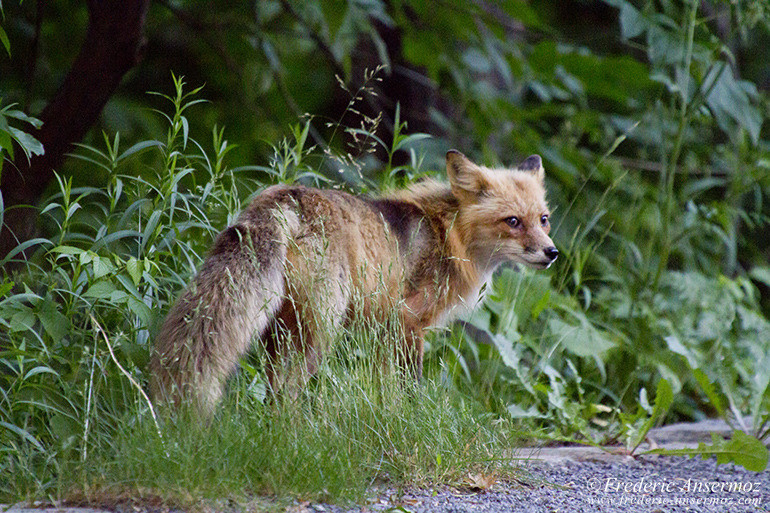 Il est possible d'observer des renards au parc du Mont Royal