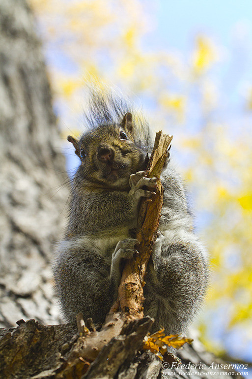 Squirrel from under