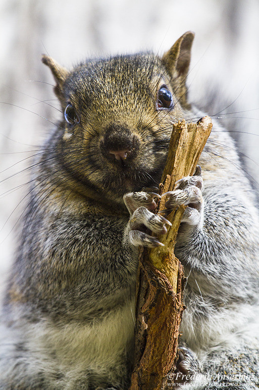 Squirrel portrait