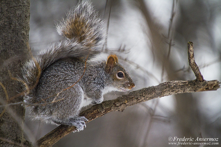 Squirrel winter