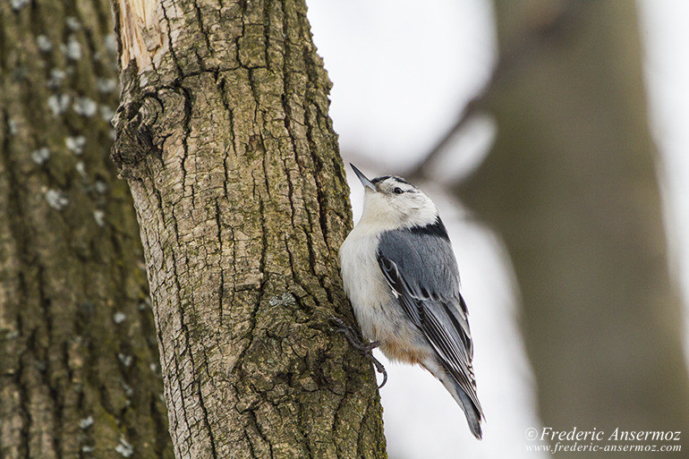 White breasted nuthatch