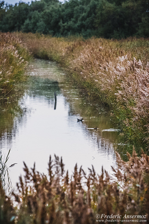 Camargue 31