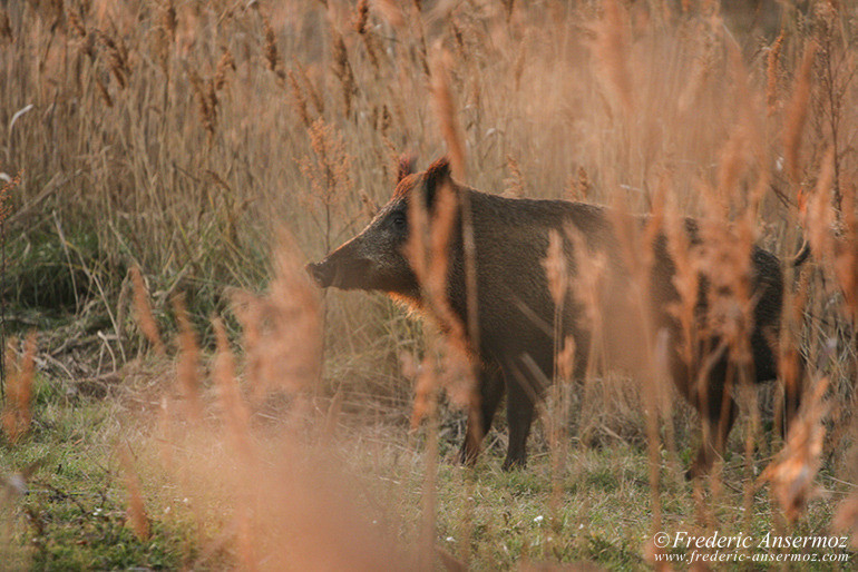 Camargue 33