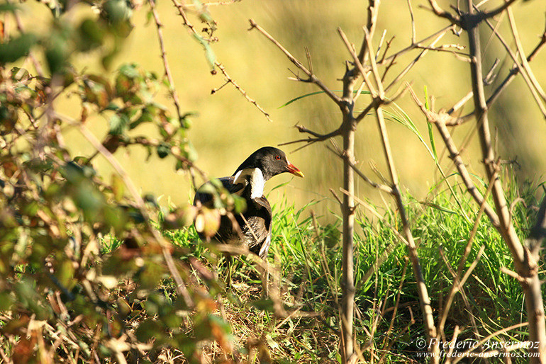 Camargue 34 Camargue 34