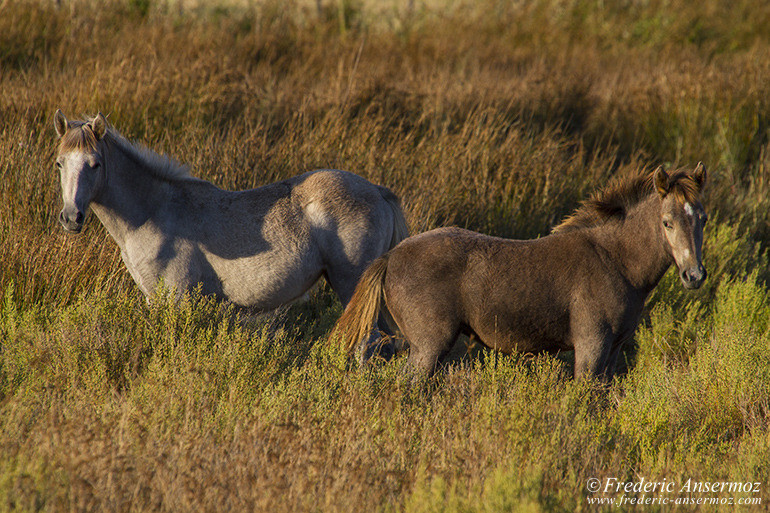 Camargue 36 3