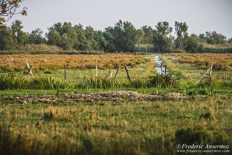 Camargue 36 5