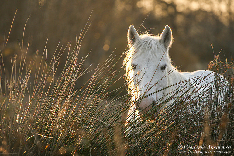 Camargue 36