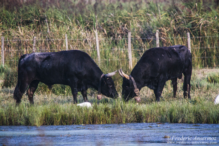 Camargue 40