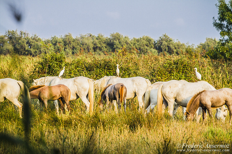 Camargue 42