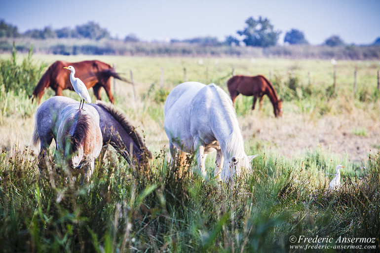 Camargue 45