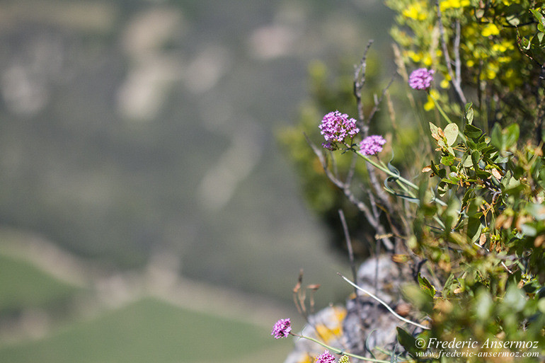 Pic st loup 09