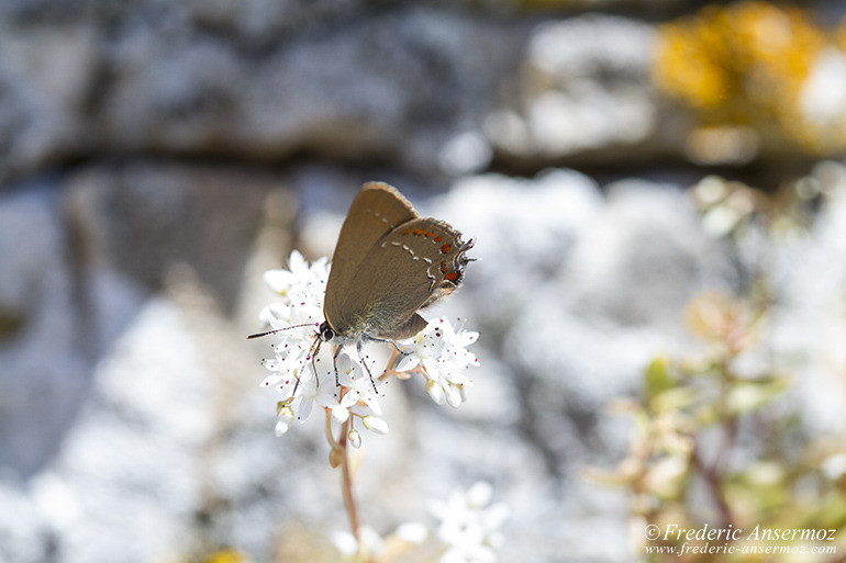 Pic st loup 22 Pic st loup 22