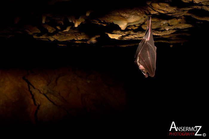 Ansermoz Photography Bat In Cave 002