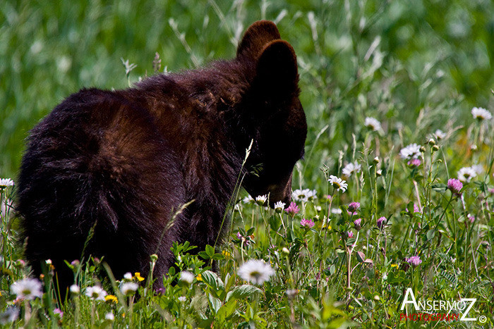 Ansermoz Photography Bear Cub