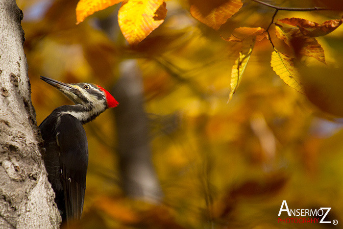 Ansermoz Photography Bird