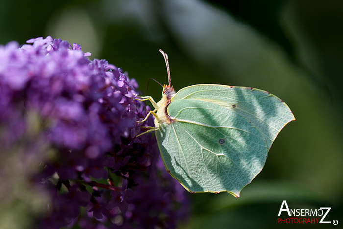 Ansermoz Photography Brimstone 2