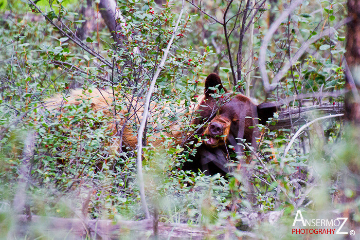 Ansermoz Photography Brown Bear