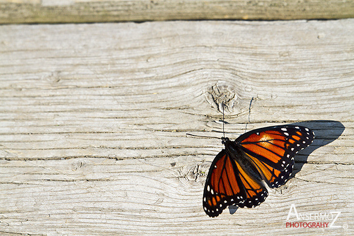 Ansermoz Photography Butterfly Monarch