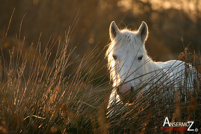 Ansermoz Photography Camargue Horse 1