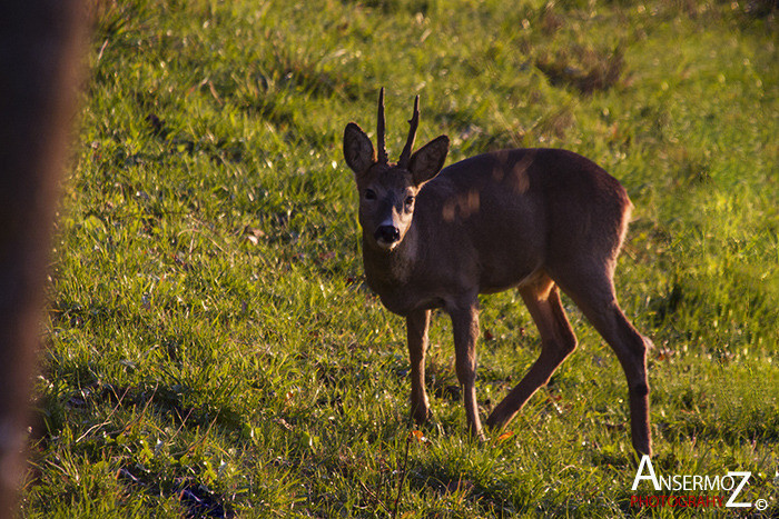 Ansermoz Photography Deer