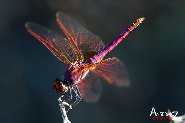 Ansermoz Photography Dragonfly 1 1