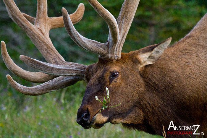 Ansermoz Photography Elk 1