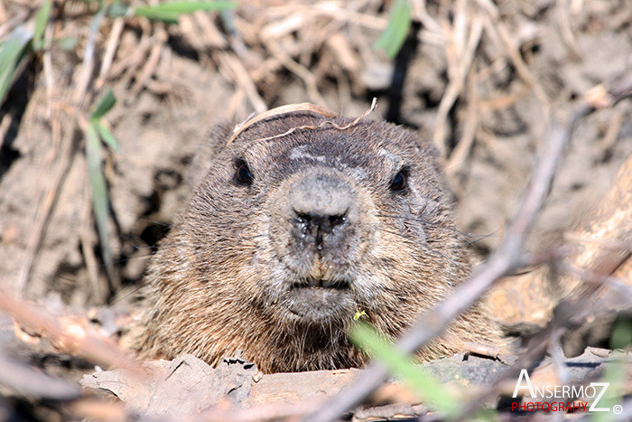 Ansermoz Photography Marmot 1