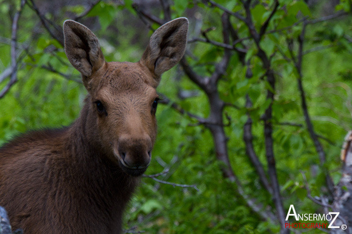 Ansermoz Photography Moose Calf