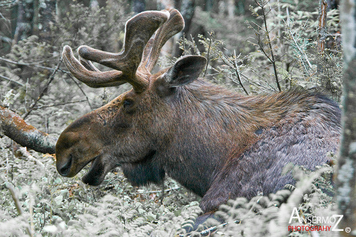 Ansermoz Photography Moose