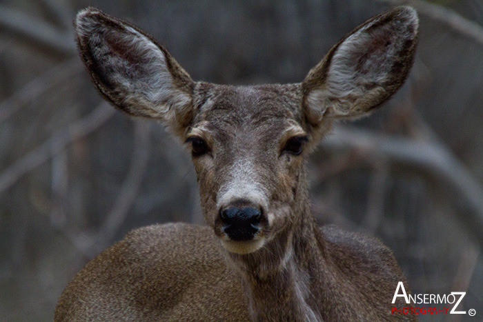 Ansermoz Photography Mule Deer