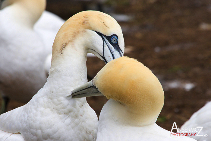 Ansermoz Photography Northern Gannet