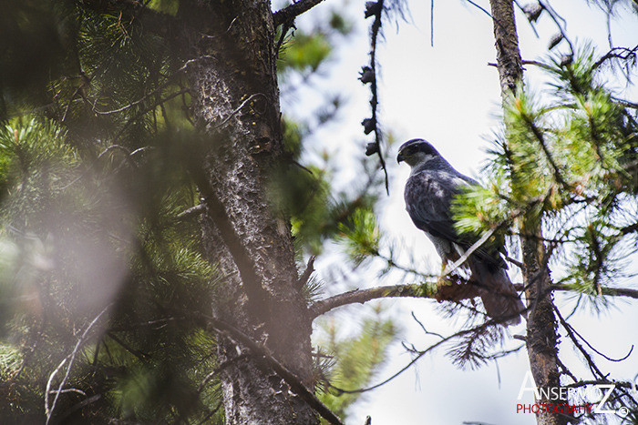 Ansermoz Photography Northern Goshawk