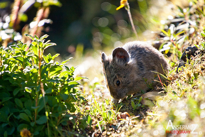 Ansermoz Photography Pika