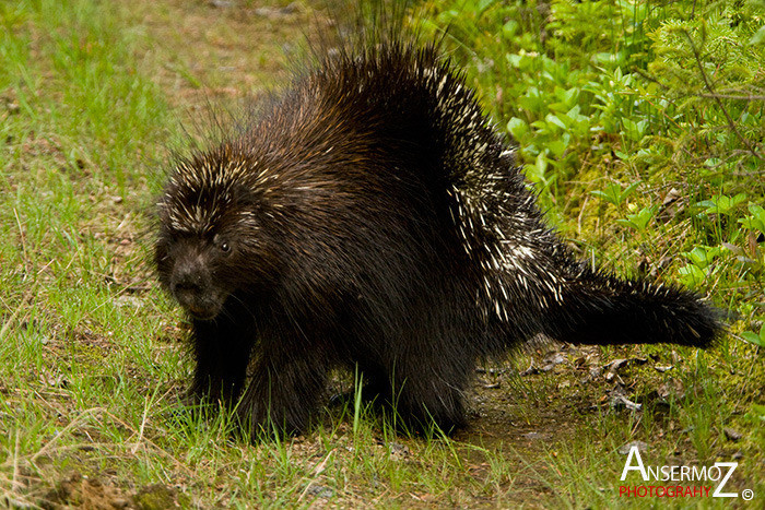 Ansermoz Photography Porcupine 1