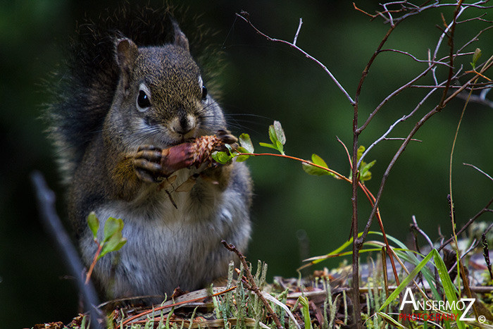 Ansermoz Photography Squirrel 1