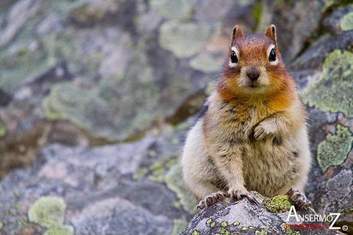 Ansermoz Photography Squirrel 3