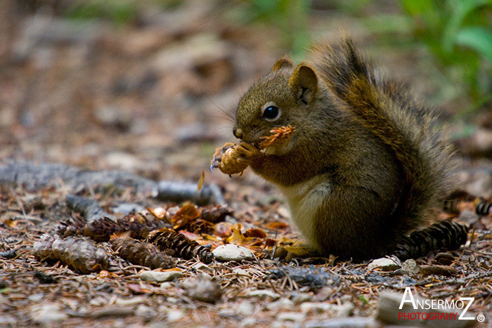 Ansermoz Photography Squirrel 4