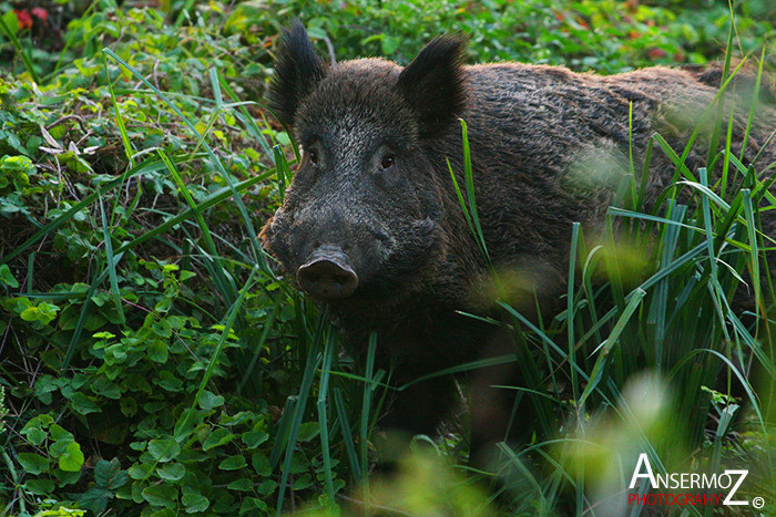 Ansermoz Photography Wild Boar 1