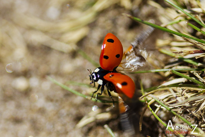 Ansermoz photography ladybug