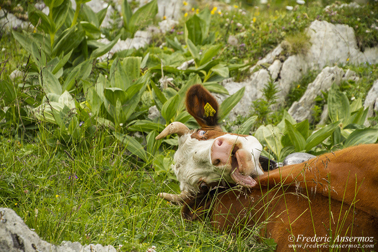 Vache suisse 11 Vache suisse 11